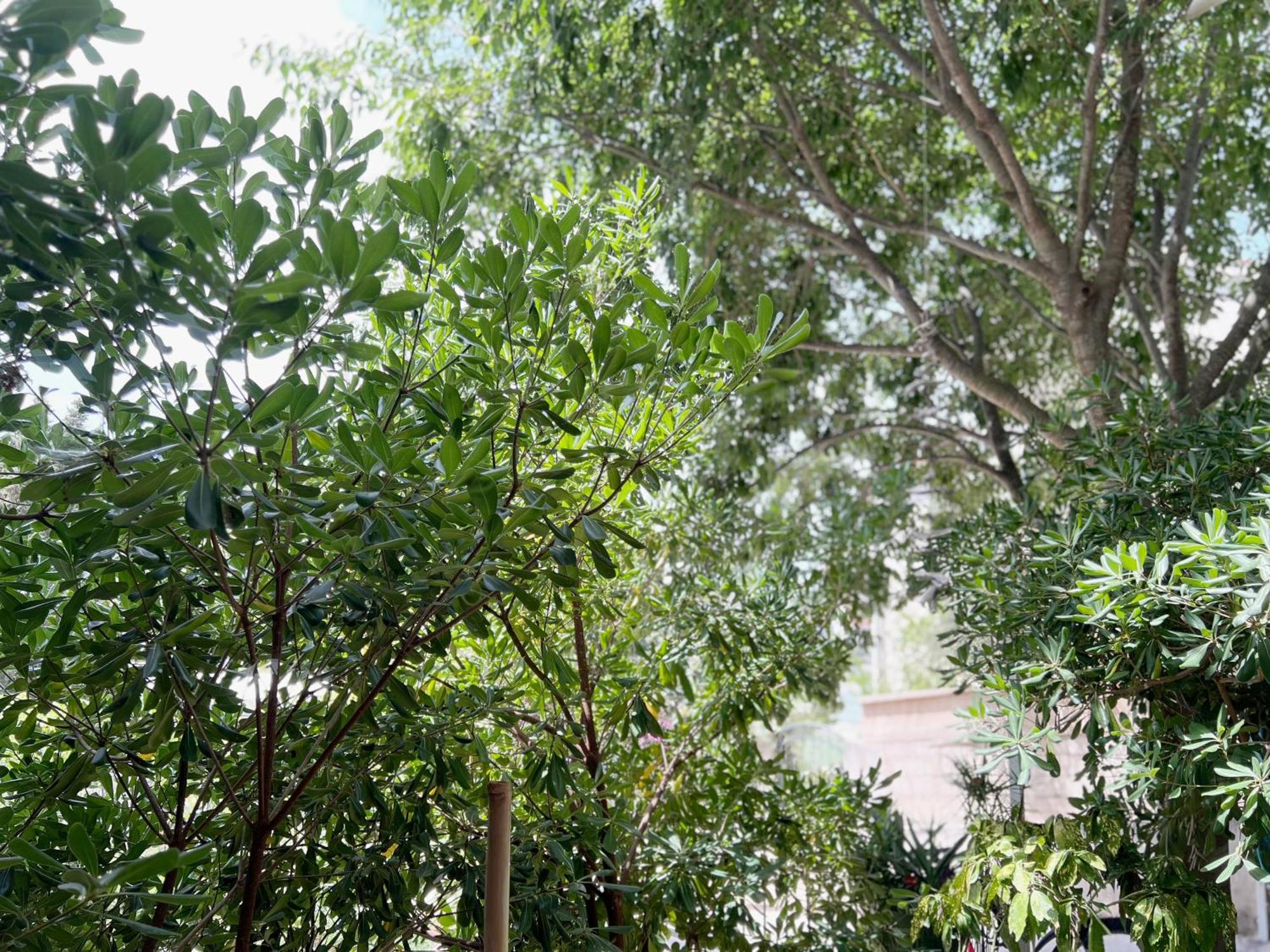 Room Tai - Spacious And Comfy With Private Terrace Đảo Hvar Ngoại thất bức ảnh